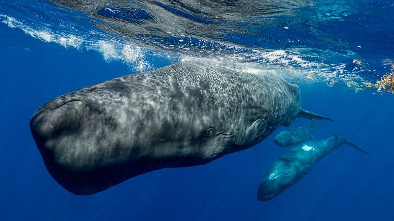 Sperm whales are thought to be one of the loudest animals on Earth (Amanda Cotton/Project CETI)