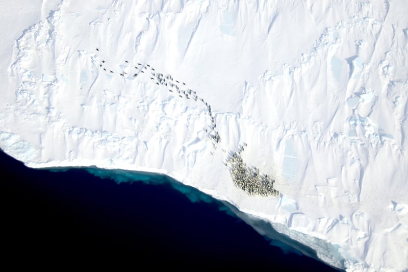 An emperor penguin colony next to water in Antarctica. (Woods Hole Oceanographic Institution)