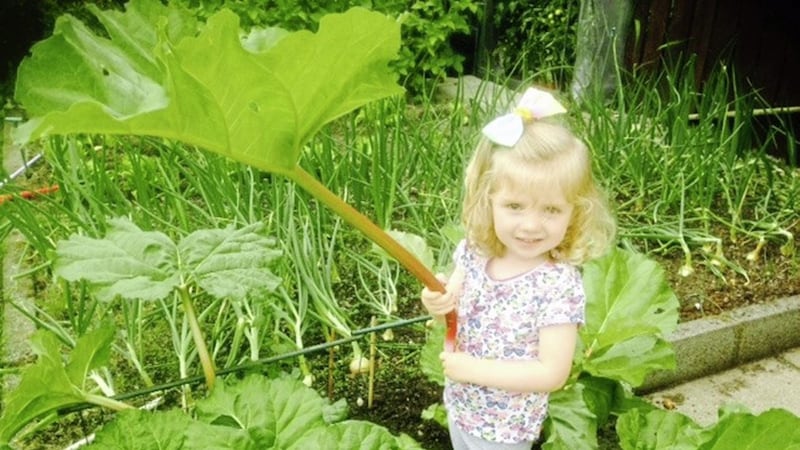 Abbie helps Nanny and Grandad pick some rhubarb from their vegetable patch for Saturday night dinner 