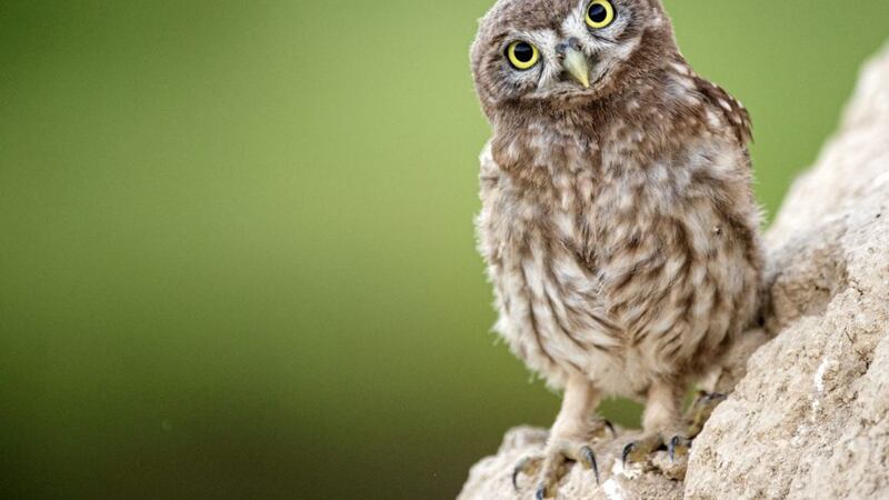 Butter wouldn&#39;t melt? A little owl (Athene noctua) &ndash; on Springwatch a female fed blackbird chicks to her young 