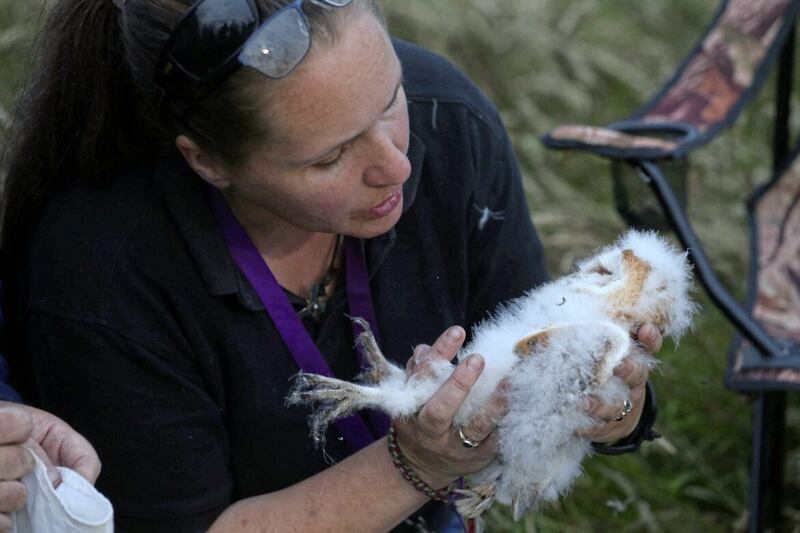 Bird ringer Debbie Nelson examines one of the four owlets. Picture by Mal McCann 