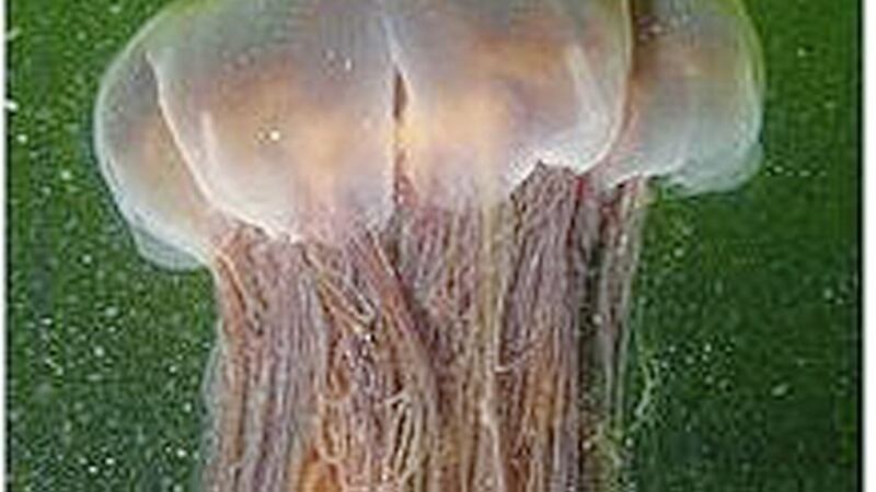 The huge lion&#39;s mane jellyfish can deliver a painful sting to unsuspecting swimmers 