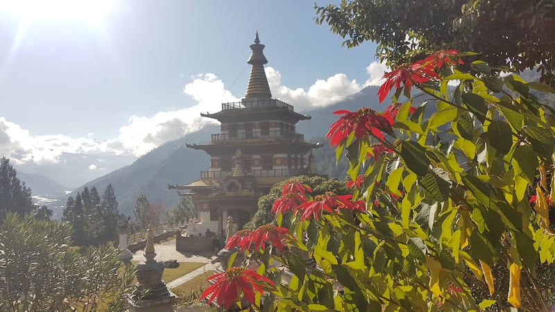 Wild poinsettia at Khamsum Yalley Namgyal Chorten, Punakha