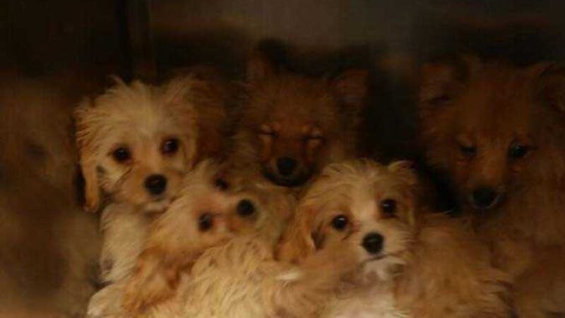 The puppies were kept in two small steel boxes in a boot of a car