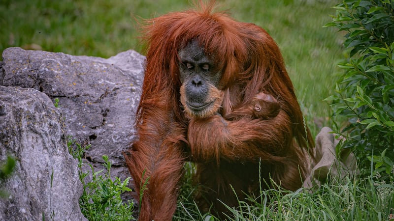 A baby orangutan has been born to mother Emma and father Puluh at Chester Zoo.