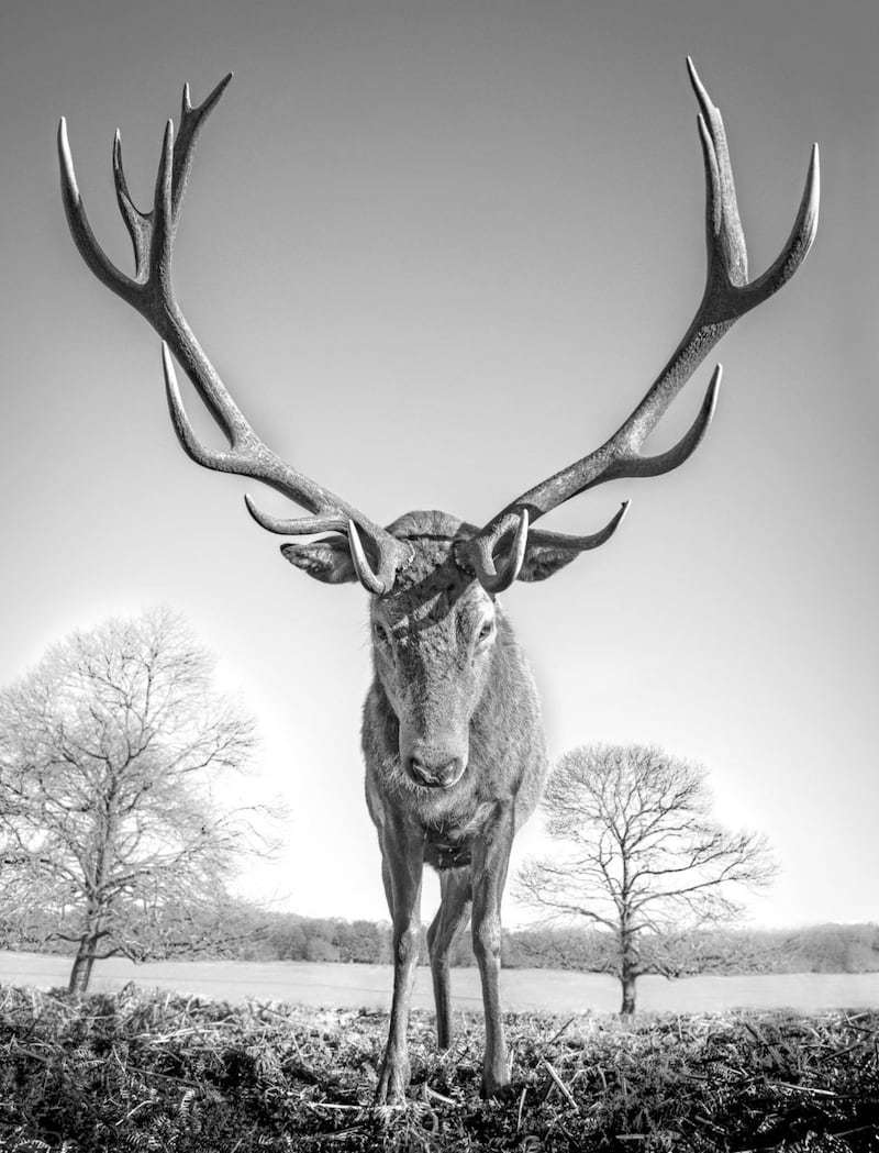 Mega Stag from Eight Feet by Graeme Purdy 