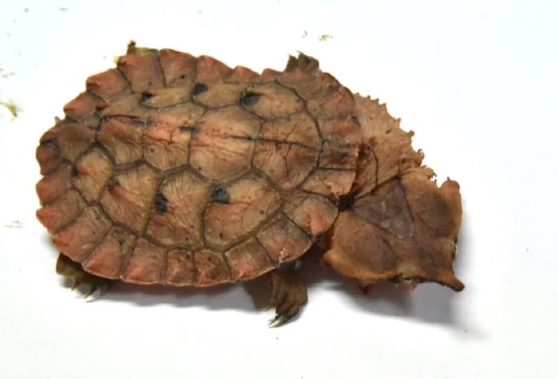 One of the species of tortoise