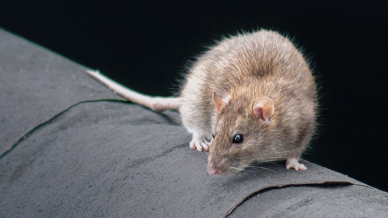 A take-away restaurant in south Belfast has been fined £2,500 after the discovery of a mouse infestation last year.