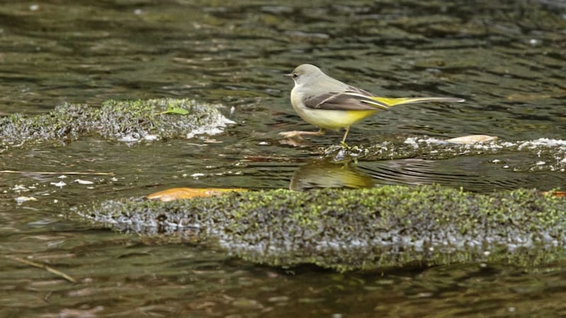 A grey wagtail, Motacilla cinerea &ndash; keep your eye out for them when near moving water 