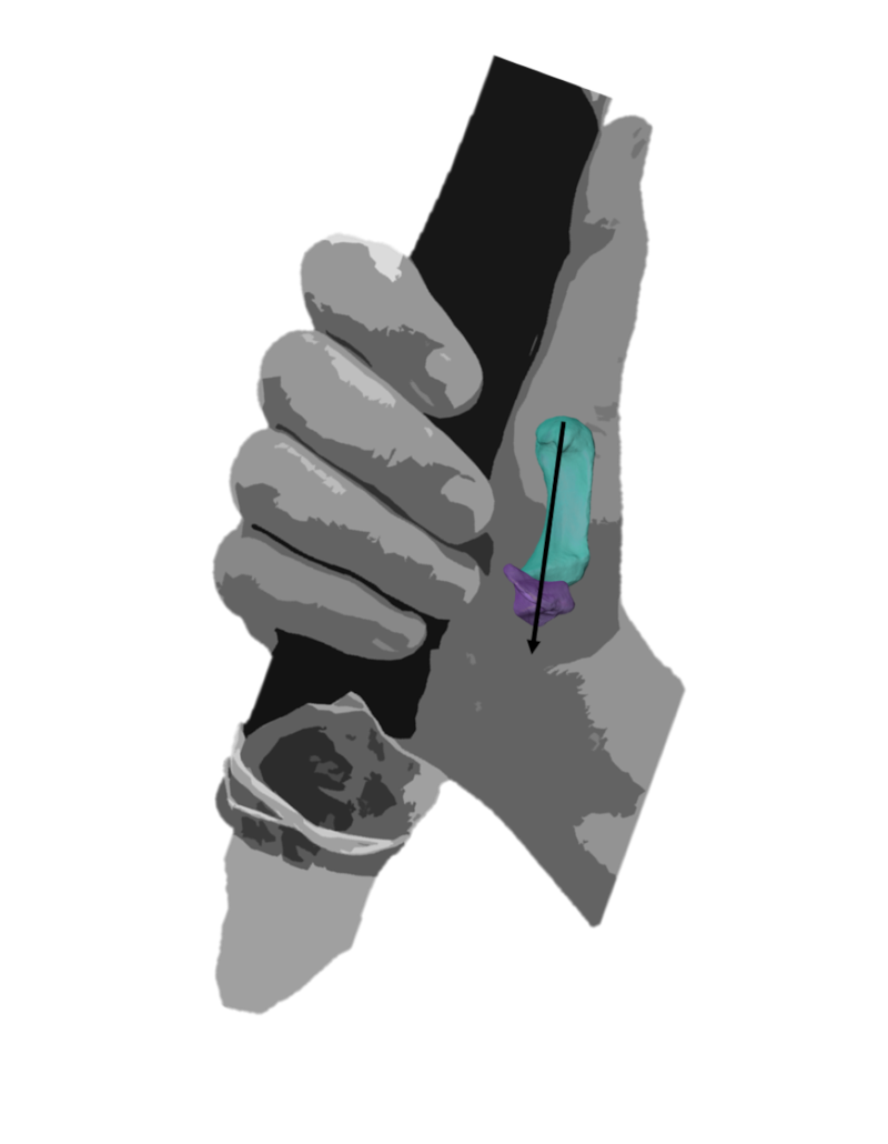 A modern human hand demonstrating a power squeeze grip