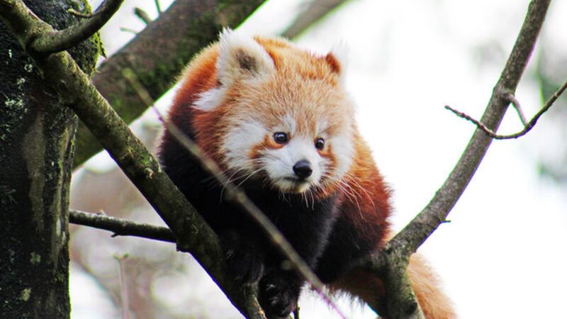 An endangered red panda sparked a search after it went missing from Belfast Zoo on Sunday