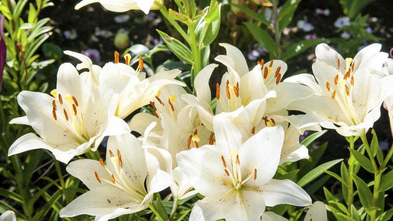 Madonna lilies &ndash; Nuala&#39;s are out of reach of even the most intrepid of slugs but not, it seems, of the lesser spotted Whatfit 