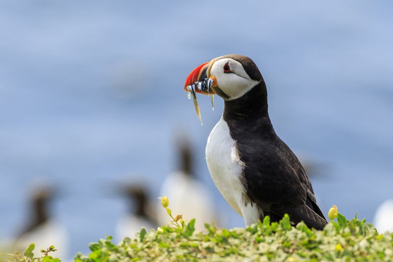 Puffins are in danger because of the state of the sea and the lack of their favourite food