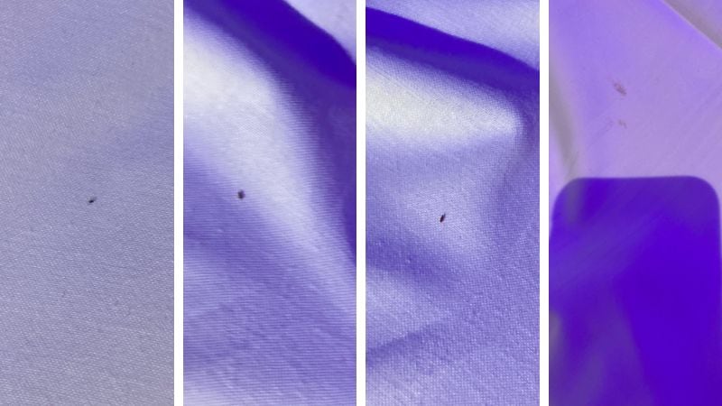 Four images of bed bugs and stains on a bed