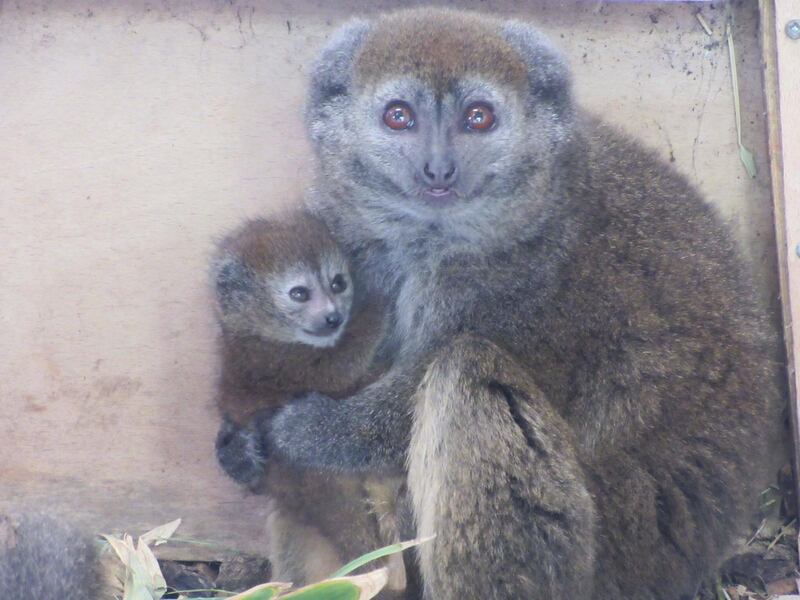 The two-week-old lemur and their mother Tiana (Wild Place Project/PA).