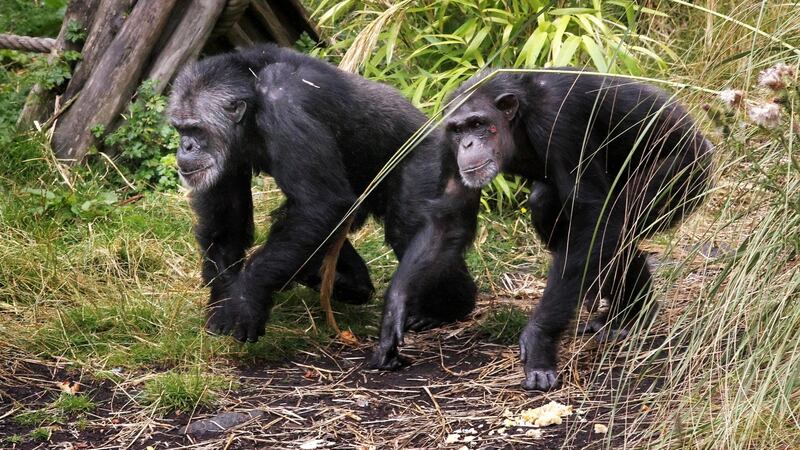 Chimpanzees’ appreciation of music could shed light on how humans came to like it, researchers say.