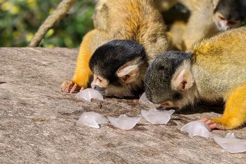 Squirrel monkeys enjoy ice lollies at London Zoo ahead of ITV documentary