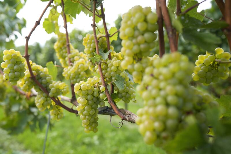Earliest ever harvest for English wine maker after record hot weather