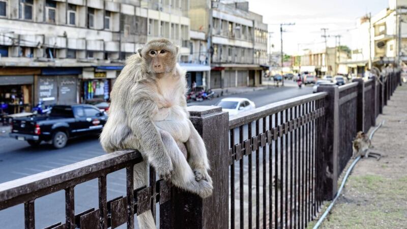 When scientists gave macaque monkeys little exercise, high stress and a poor diet for two months, it reduced their muscle strength by just 3 per cent 