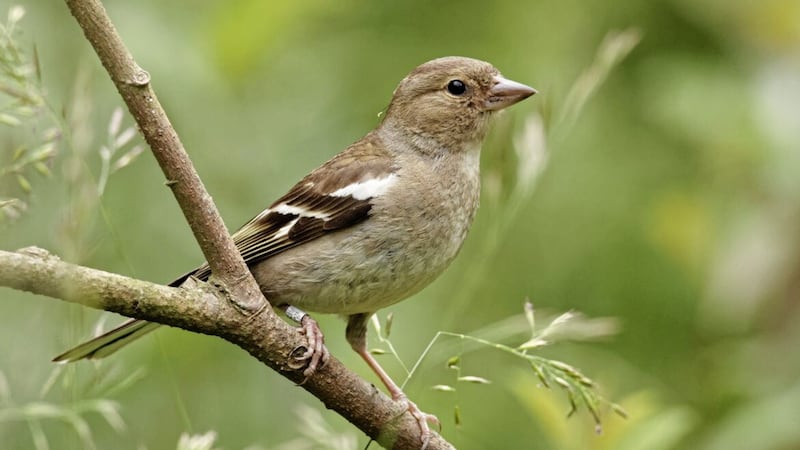 The female chaffinch has been known to embrace the spirit of the old Irish &#39;Women&#39;s Christmas&#39; new year tradition... 