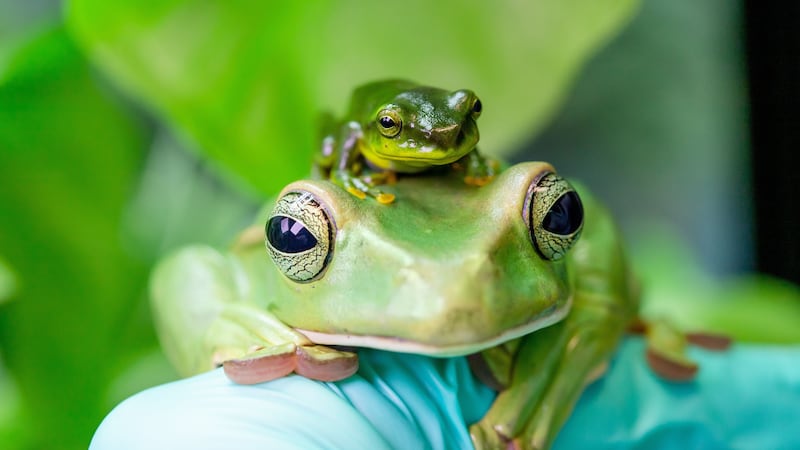 A photograph shows a young Thao whipping frog on top of an adult of the same species.
