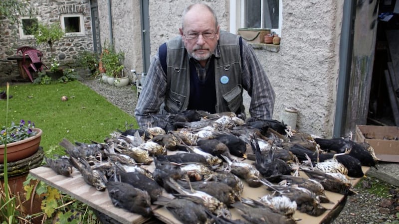 Chris Murphy with some of the blackbirds, song thrushes and redwings that perished at St John&#39;s Point. Picture by John Manley 
