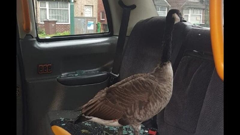 Police said the goose had to be taken to the vet.
