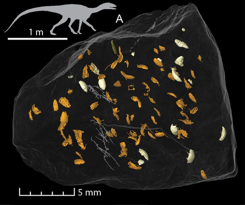 Fossil faeces scan showing a number of extinct beetles belonging to Triamyxa coprolithica 