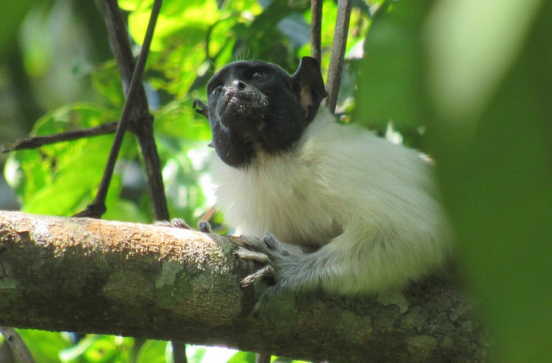 Pied tamarin monkeys have a narrow geographic range in central Brazil. (Tainara Sobroza/ PA)
