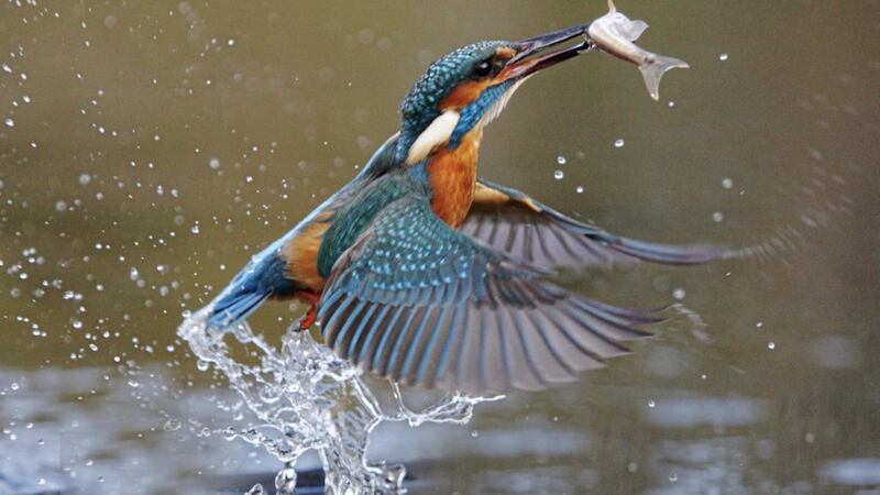 Kingfisher, Alcedo atthis, is found in all counties of Ireland, living on small fish and larger aquatic insects 