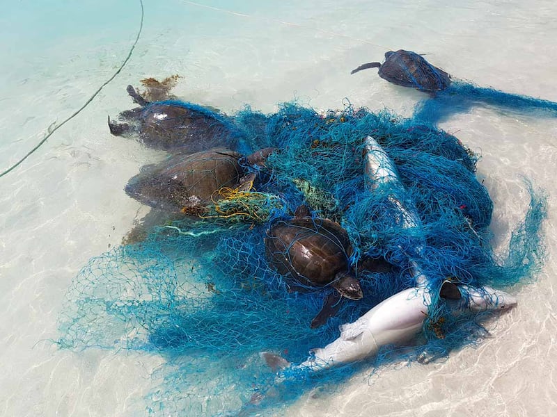 Hundreds of sharks and rays have become tangled in plastic waste in the world's oceans, new research shows (Martin Stelfox/PA)