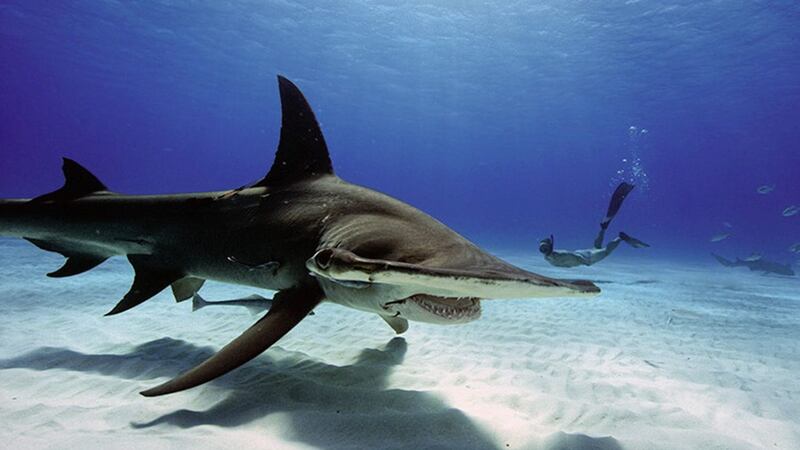 The late Rob Stewart free diving with his favourite type of shark, the Hammerhead 