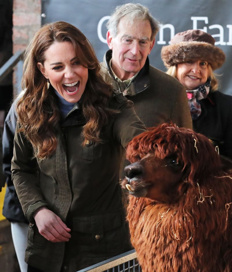 The Duchess of Cambridge stroking an alpaca during a visit in Northern Ireland
