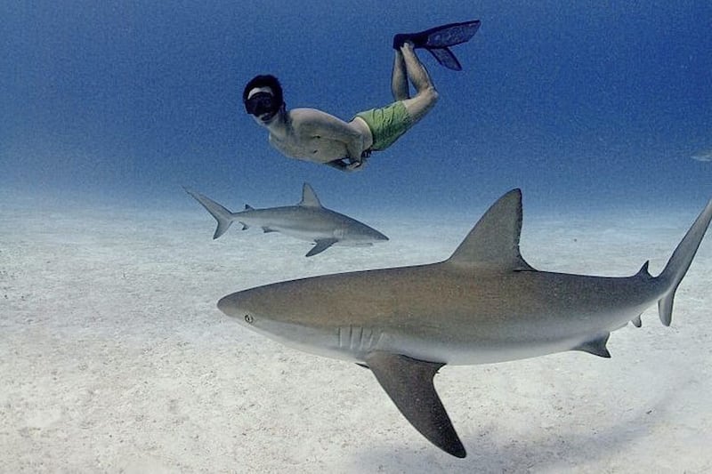 Rob Stewart swimming with sharks 