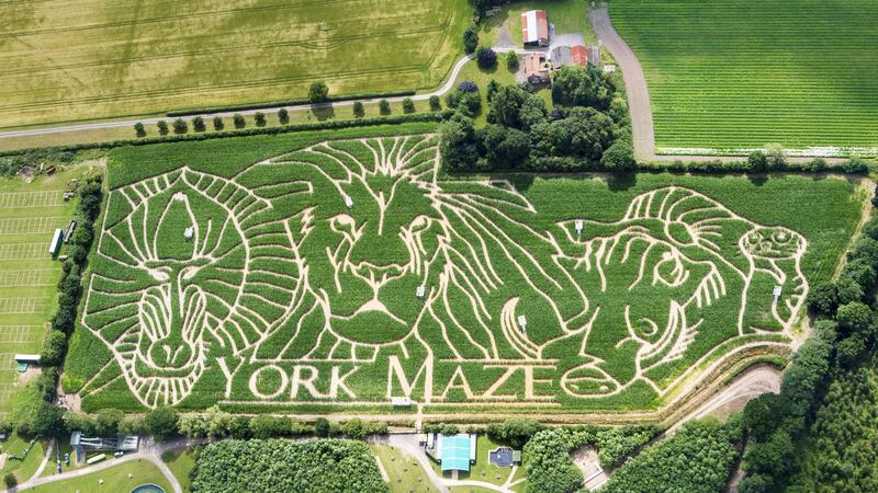 The York Maze has designed a path that includes a lion, a warthog and a meerkat.