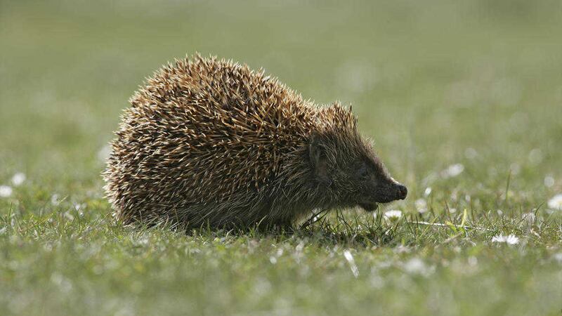 There are now thought to be fewer than a million hedgehogs in the UK 