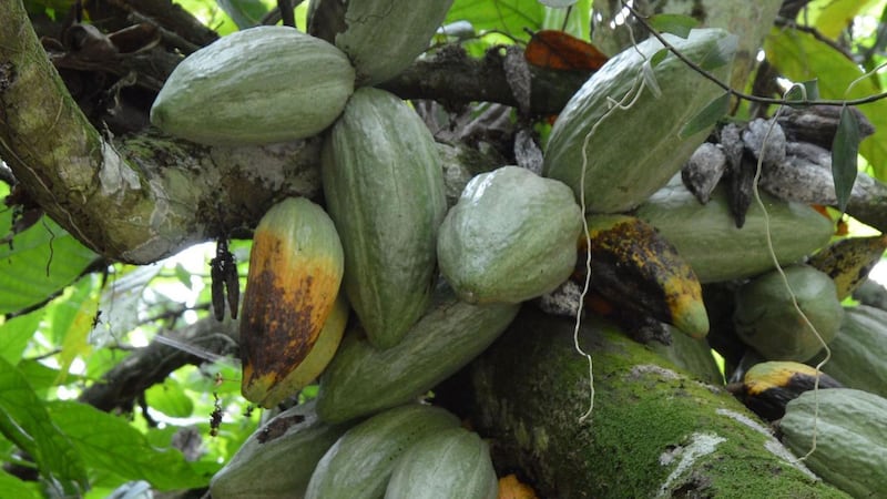 Scientists are using a gene-editing tool to make cacao trees disease resistant.