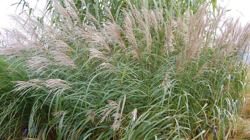 Miscanthus are an ornamental plant which look great in autumn  