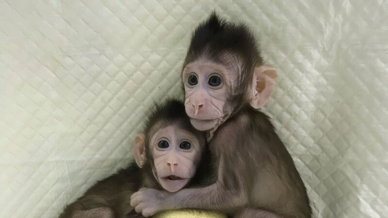 Scientists created the first monkey clones using Dolly the Sheep nuclear transfer technique.