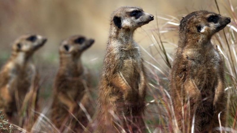 Researchers investigating whether meerkats pick up on human emotions (David Cheskin/PA)