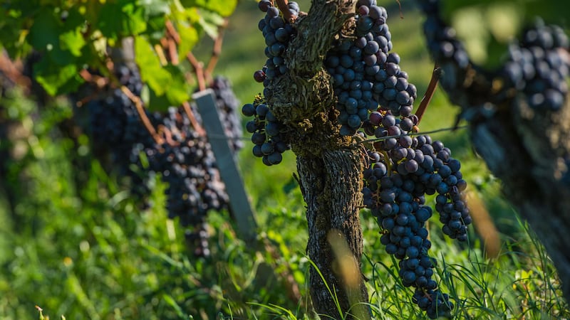 New research suggests weather plays an important role in creating a ‘good wine’ (Alamy/PA)
