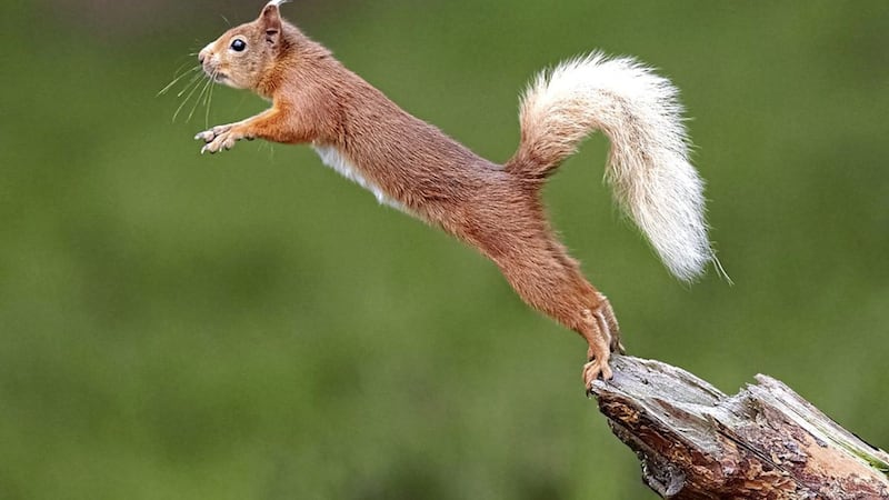 Irish Red squirrels are under threat from North American Greys which compete for the same foods and carry deadly viruses 
