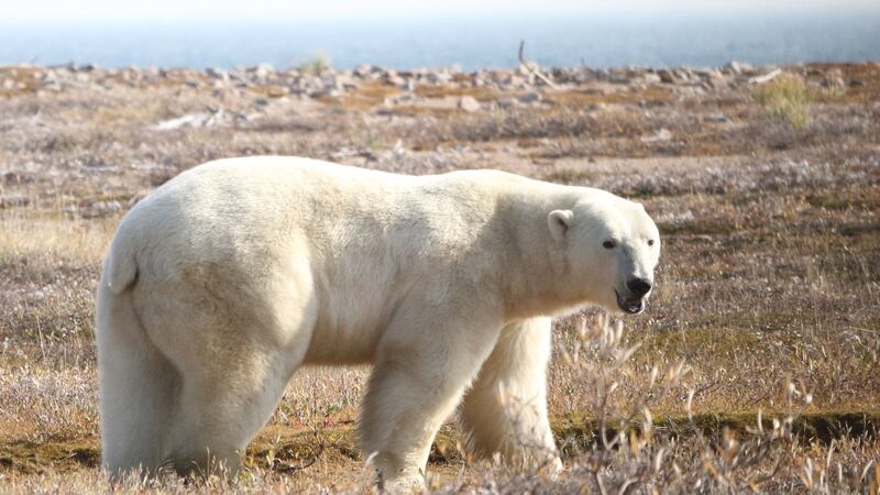 Polar bears in Hudson Bay come onto land when the sea is ice free