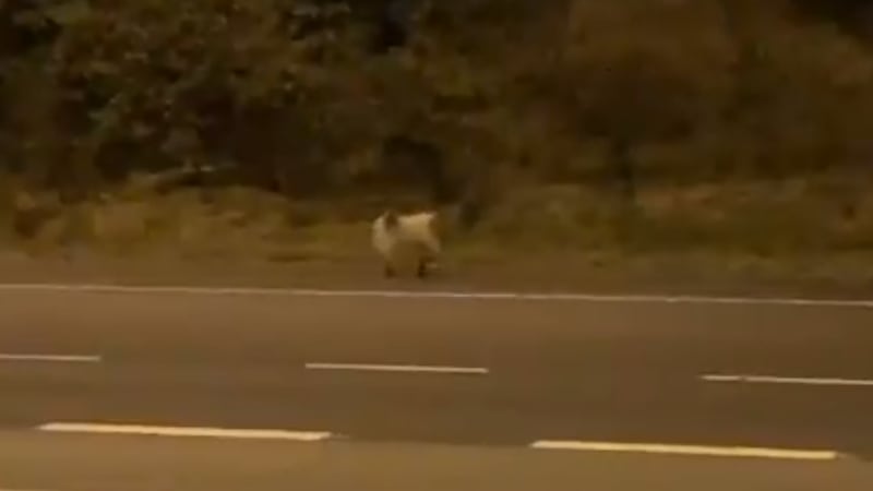 Traffic on the M62 in West Yorkshire was stopped for around 45 minutes while the goat was caught.