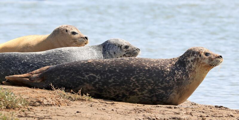 The annual seal census has been conducted since 2013 (Gareth Fuller/PA)