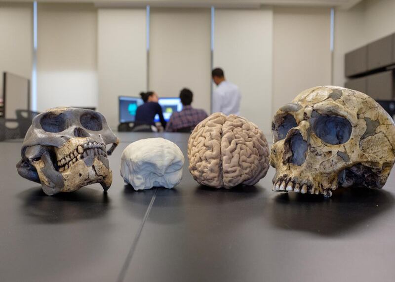 Models of ancient human brains.