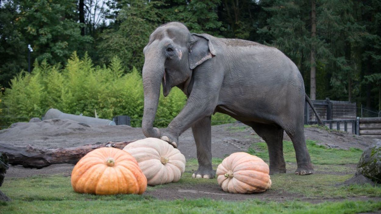 The Asian elephant family enjoyed obliterating the giant pumpkins at the annual Squishing of the Squash event.