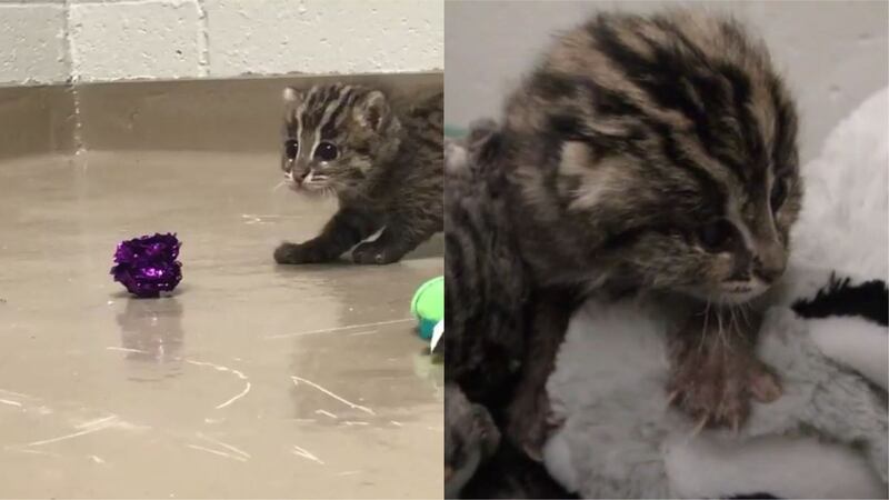 Oklahoma City Zoo and Botanical Garden shared an update on their tiny fishing cat.