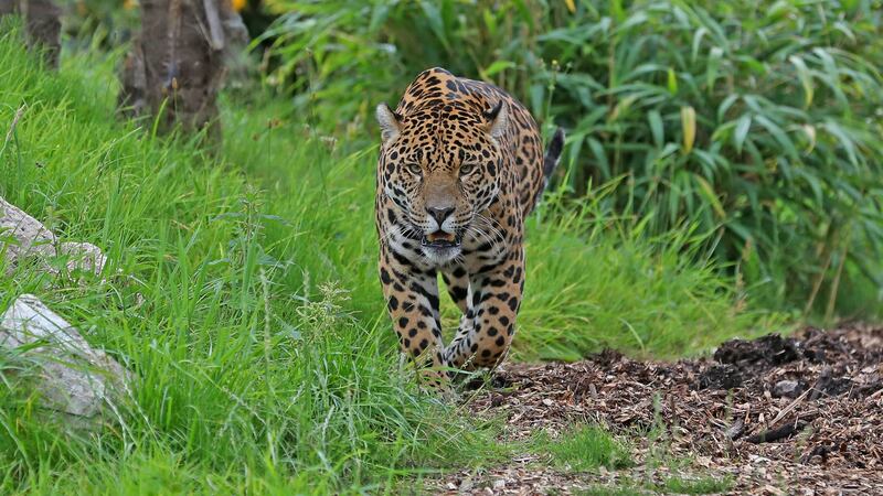 Zoo officials say the jaguar will not be put down.