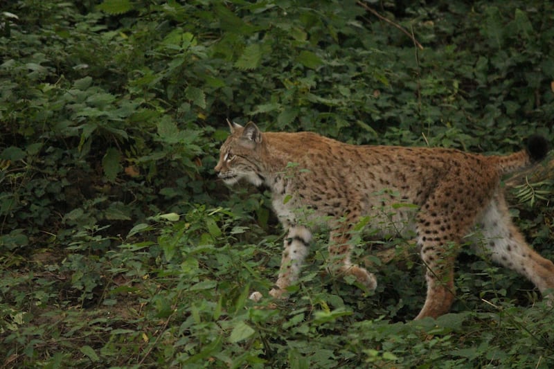 A lynx at the Wild Place Project in South Gloucestershire